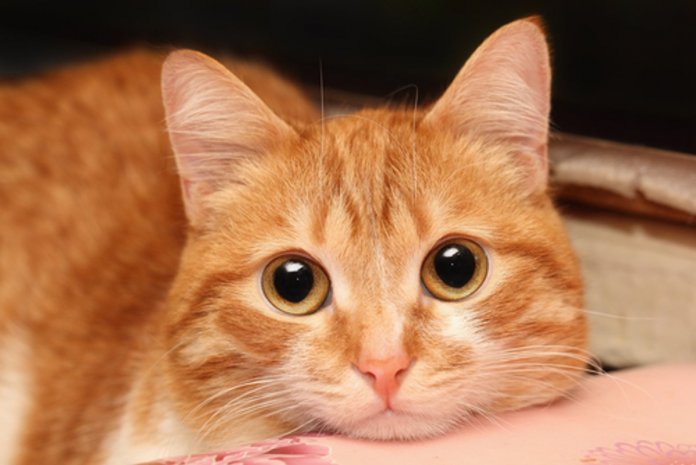 Adotar um gato prolonga a vida: eles combatem a depressão e fazem bem ao coração!