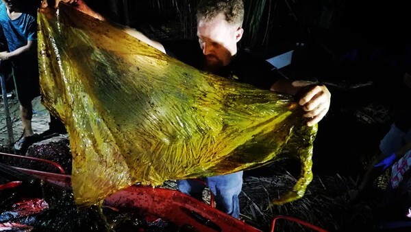 bemmaismulher.com - Biólogos encontram baleia morta com 40 Kg de plásticos no estômago