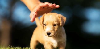 Facebook proíbe venda de pets na rede social