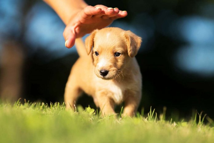 Facebook proíbe venda de pets na rede social