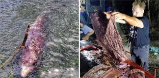 Biólogos encontram baleia morta com 40 Kg de plásticos no estômago