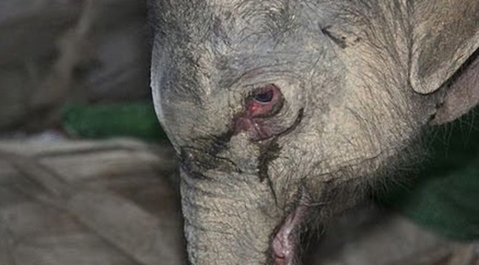 bebe-elefante-chora-e-grita-durante-5-horas-apos-ser-agredido-e-abandonado-pelos-pais1