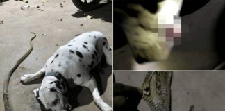 Cãozinho Dálmata sacrifica-se para salvar donos de ataque de cobra venenosa