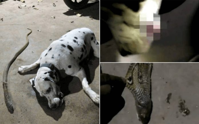 Cãozinho Dálmata sacrifica-se para salvar donos de ataque de cobra venenosa