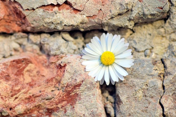 A psicologia da resiliência: prosperando na adversidade