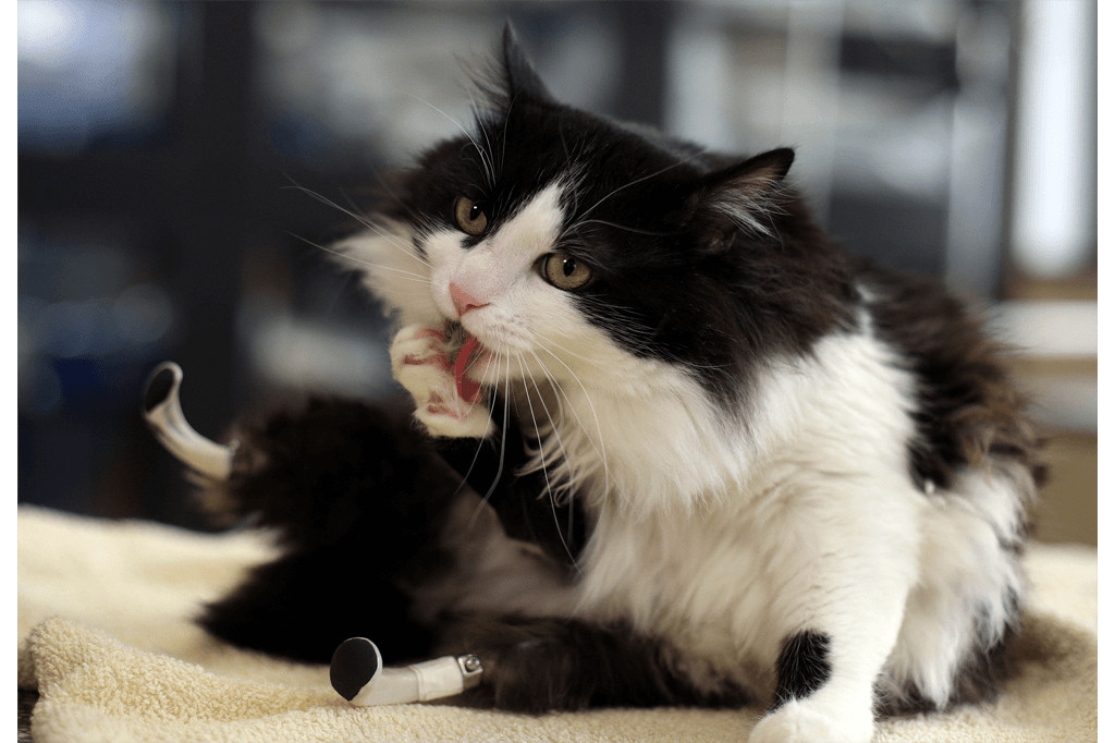 bemmaismulher.com - Gatinho ganha "patas bi&ocirc;nicas" ap&oacute;s ser atropelado e volta a andar normalmente