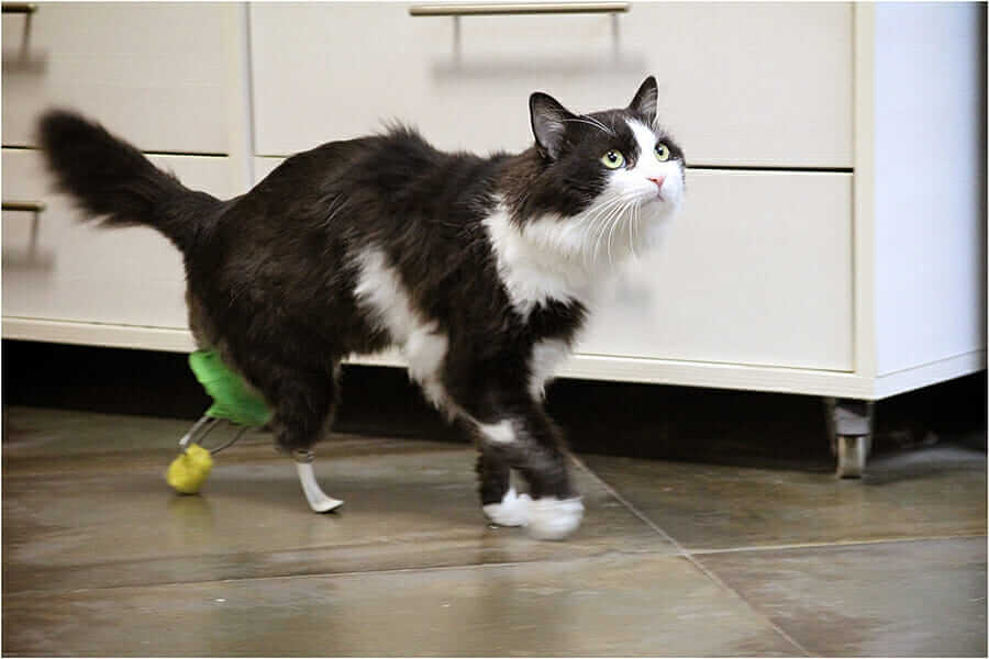 bemmaismulher.com - Gatinho ganha "patas biônicas" após ser atropelado e volta a andar normalmente