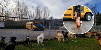 Canadá cria creche para cachorros com direito a ônibus que pega os caninos em casa