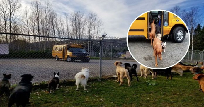 Canadá cria creche para cachorros com direito a ônibus que pega os caninos em casa