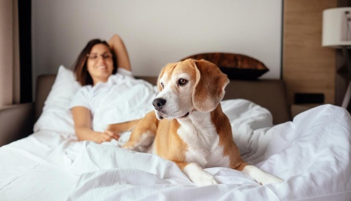As mulheres dormem melhor com um cão do que com um homem, de acordo com o estudo