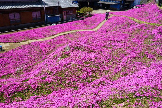 bemmaismulher.com - Japonês passa 2 anos plantando milhares de flores para sua esposa cega poder cheirar