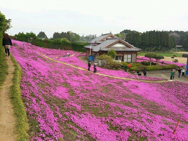 bemmaismulher.com - Japonês passa 2 anos plantando milhares de flores para sua esposa cega poder cheirar
