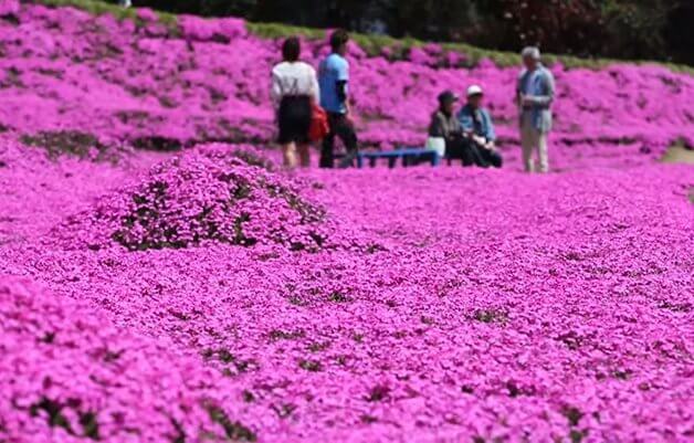 bemmaismulher.com - Japonês passa 2 anos plantando milhares de flores para sua esposa cega poder cheirar