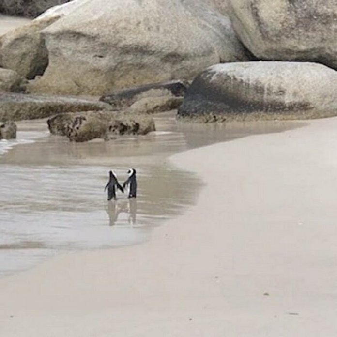 Casal de pinguins é ‘flagrado’ passeando de ‘mãos dadas’