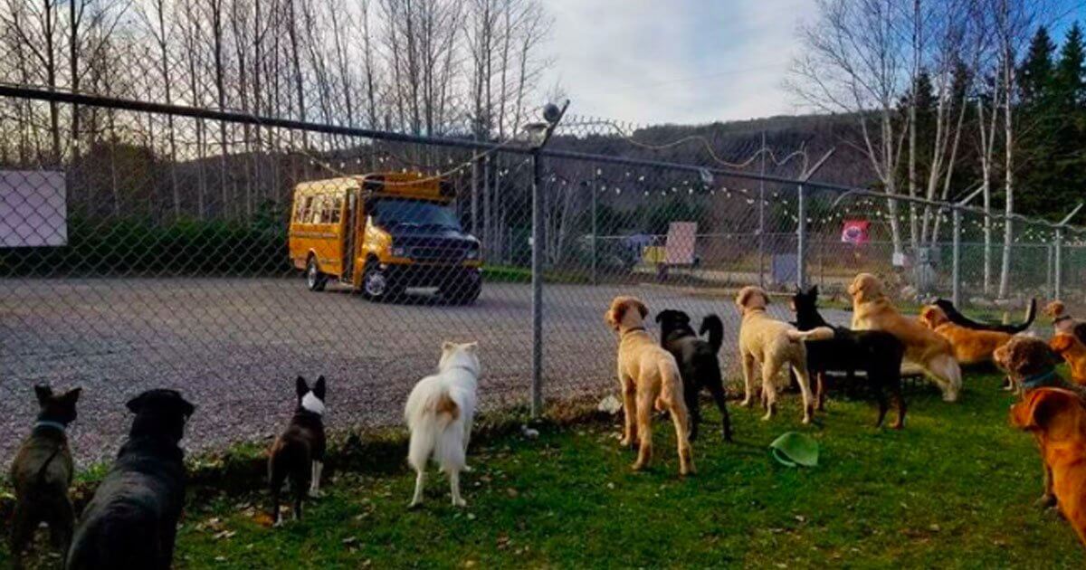 bemmaismulher.com - Canadá cria creche para cachorros com direito a ônibus que pega os caninos em casa