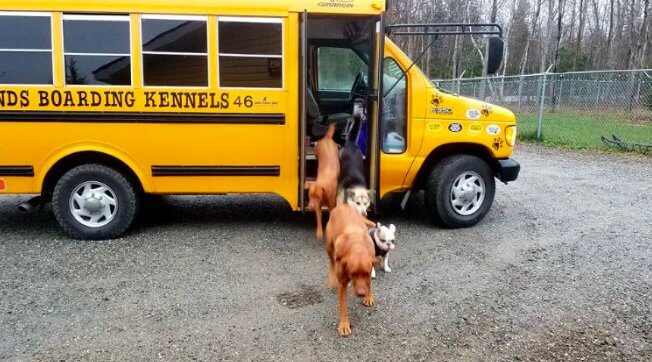 bemmaismulher.com - Canadá cria creche para cachorros com direito a ônibus que pega os caninos em casa