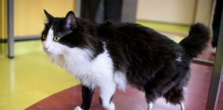 Gatinho ganha “patas biônicas” após ser atropelado e volta a andar normalmente