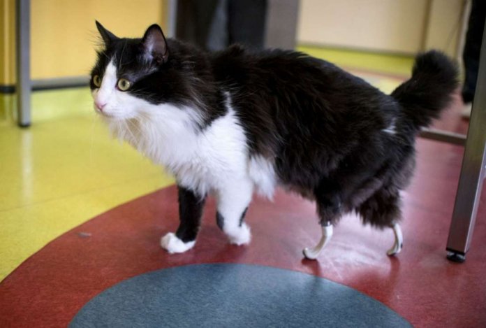 Gatinho ganha “patas biônicas” após ser atropelado e volta a andar normalmente