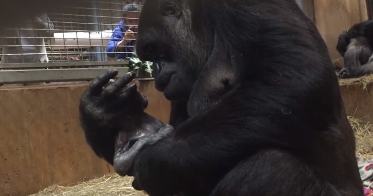 gorilla