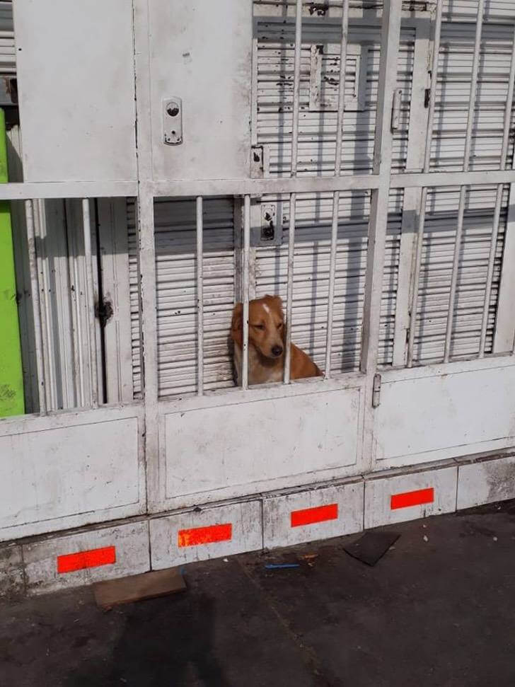 bemmaismulher.com - Cão é trancafiado dentro de um espaço mínimo atrás das grades para “cuidar” de pizzaria.