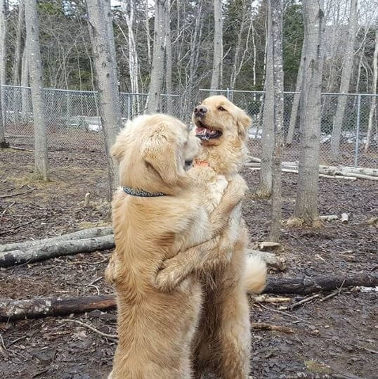 bemmaismulher.com - Canadá cria creche para cachorros com direito a ônibus que pega os caninos em casa