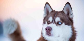 Depois do inicio da série ‘Game Of Thrones’, o número de huskies abandonados cresce 420%