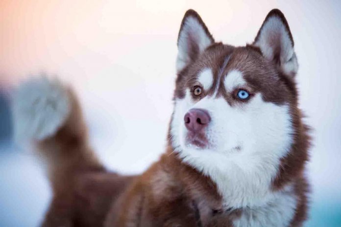 Depois do inicio da série ‘Game Of Thrones’, o número de huskies abandonados cresce 420%