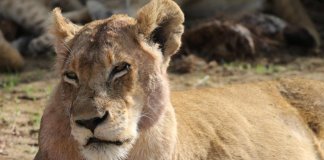 Zoológico corta garras de leoa para que visitantes possam brincar com ela