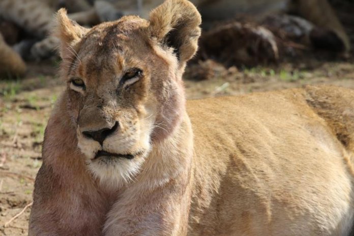 Zoológico corta garras de leoa para que visitantes possam brincar com ela