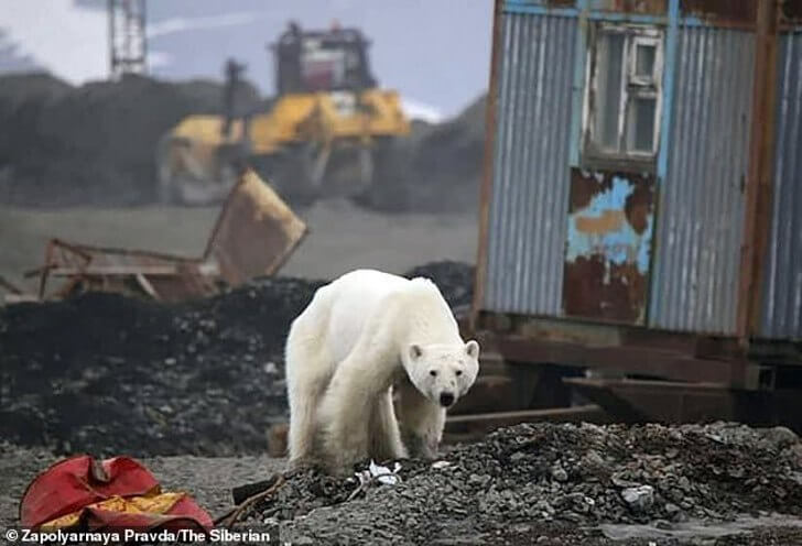 bemmaismulher.com - Um Urso polar é flagrado faminto no meio de um aterro sanitário