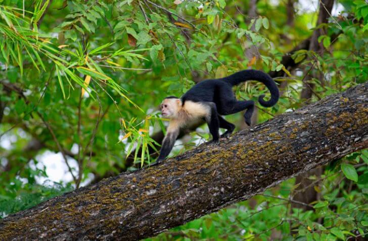 bemmaismulher.com - A Costa Rica duplicou suas florestas em 30 anos. Um milagre verde que eles conseguiram com esforço e trabalho duro