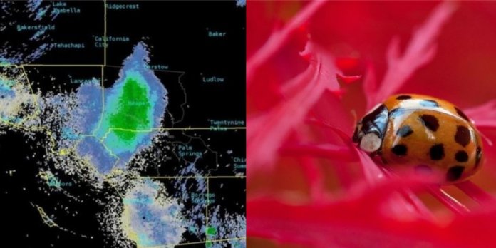 Nuvem de joaninhas causa confusão em satélites no céu da Califórnia