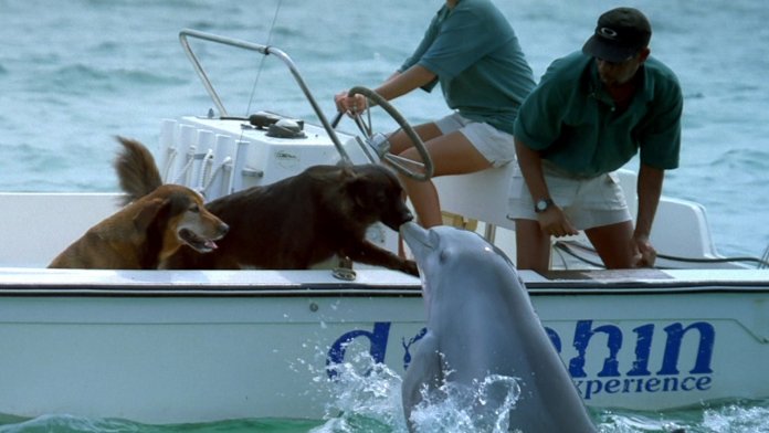 Cena inusitada! Golfinho sai da água e da um selinho em cãozinho.