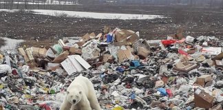 Um Urso polar é flagrado faminto no meio de um aterro sanitário