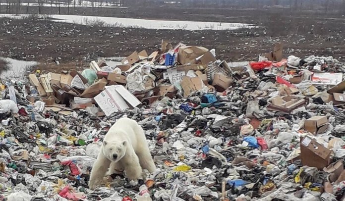 Um Urso polar é flagrado faminto no meio de um aterro sanitário