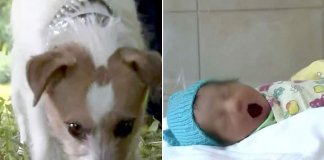 Cãozinho leva o dono para meio do mato para mostrar bebê abandonada