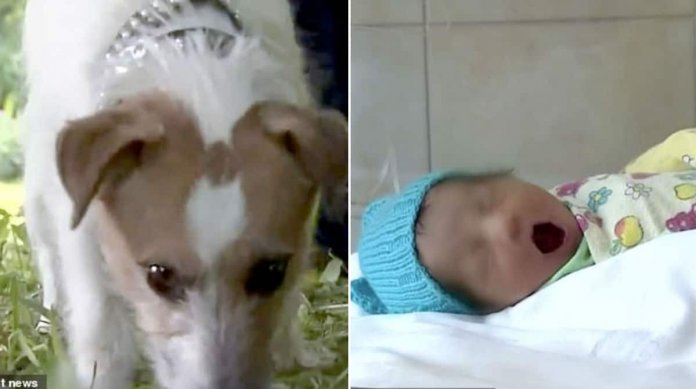 Cãozinho leva o dono para meio do mato para mostrar bebê abandonada