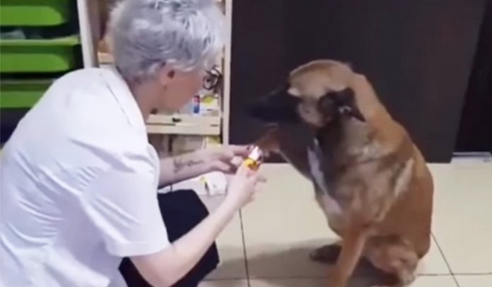 Cãozinho machucado entrou na farmácia e recebeu ajuda da pessoa certa: assista ao vídeo!
