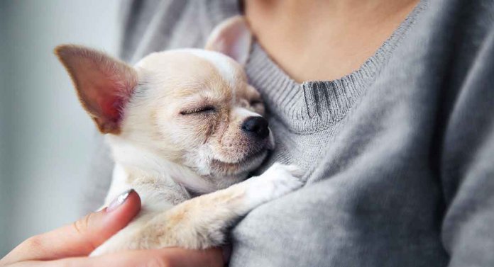 7 Razões para se ter um cão