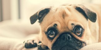 A Holanda não permitirá mais a reprodução de pugs. Sua fisionomia lhes causa problemas respiratórios e cardíacos