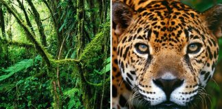 A Costa Rica duplicou suas florestas em 30 anos. Um milagre verde que eles conseguiram com esforço e trabalho duro