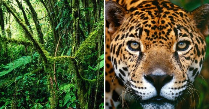 A Costa Rica duplicou suas florestas em 30 anos. Um milagre verde que eles conseguiram com esforço e trabalho duro