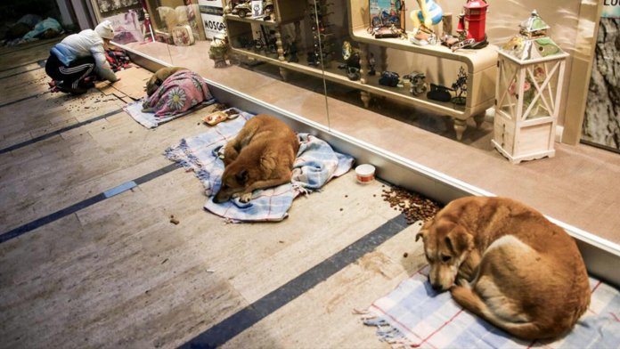 Iniciativa nobre: Shopping dá abrigo a animais de rua para que não passem frio a noite