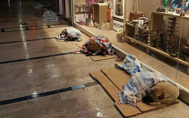 bemmaismulher.com - Iniciativa nobre: Shopping dá abrigo a animais de rua para que não passem frio a noite