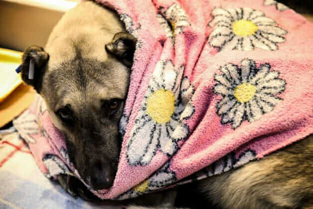 bemmaismulher.com - Iniciativa nobre: Shopping dá abrigo a animais de rua para que não passem frio a noite