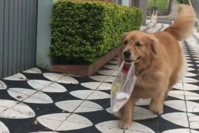 É impossível não se apaixonar por mel! Cadelinha que vai todos os dias à padaria buscar pão para sua dona que é idosa.