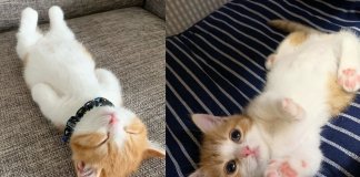 Conheça Munchkin, o adorável gatinho que dorme como ser humano