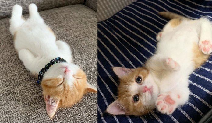 Conheça Munchkin, o adorável gatinho que dorme como ser humano