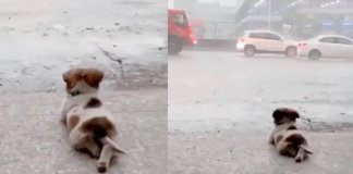 Cãozinho começa a contemplar a chuva que cai e viraliza nas redes sociais