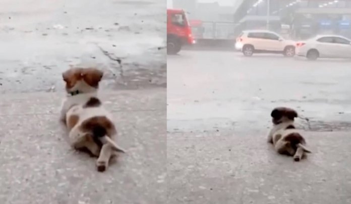 Cãozinho começa a contemplar a chuva que cai e viraliza nas redes sociais